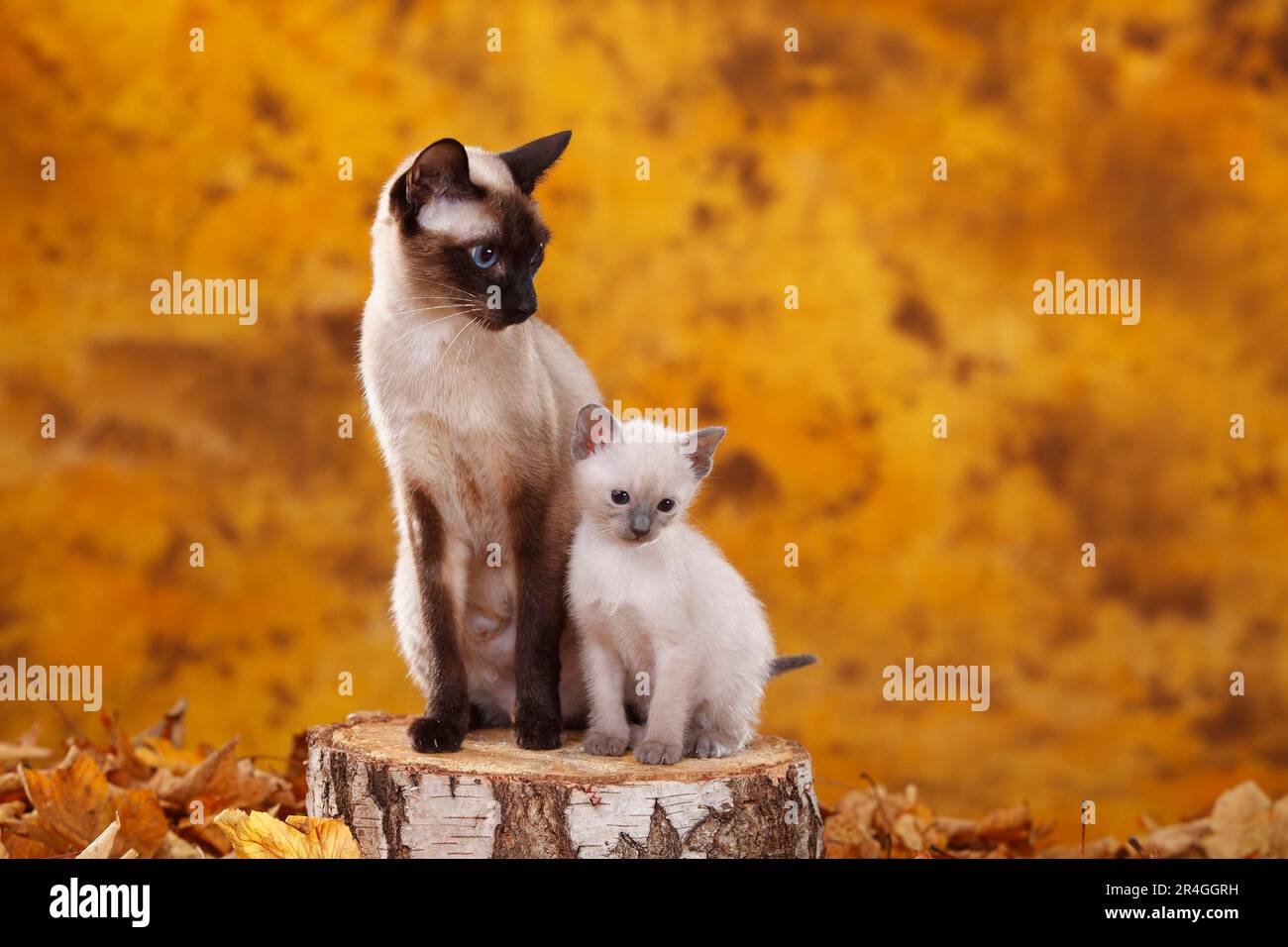 Siamese cat (old type), sealpoint, with kittens, bluepoint, Thai cat