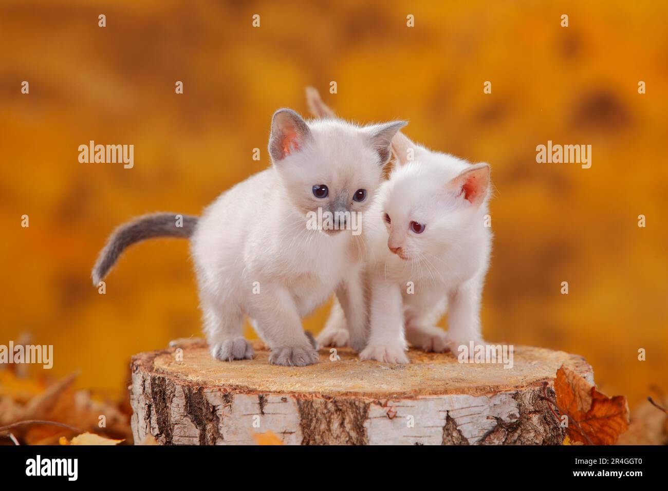Siamese cats (old type), kittens, bluepoint and cinnamonpoint, Thai