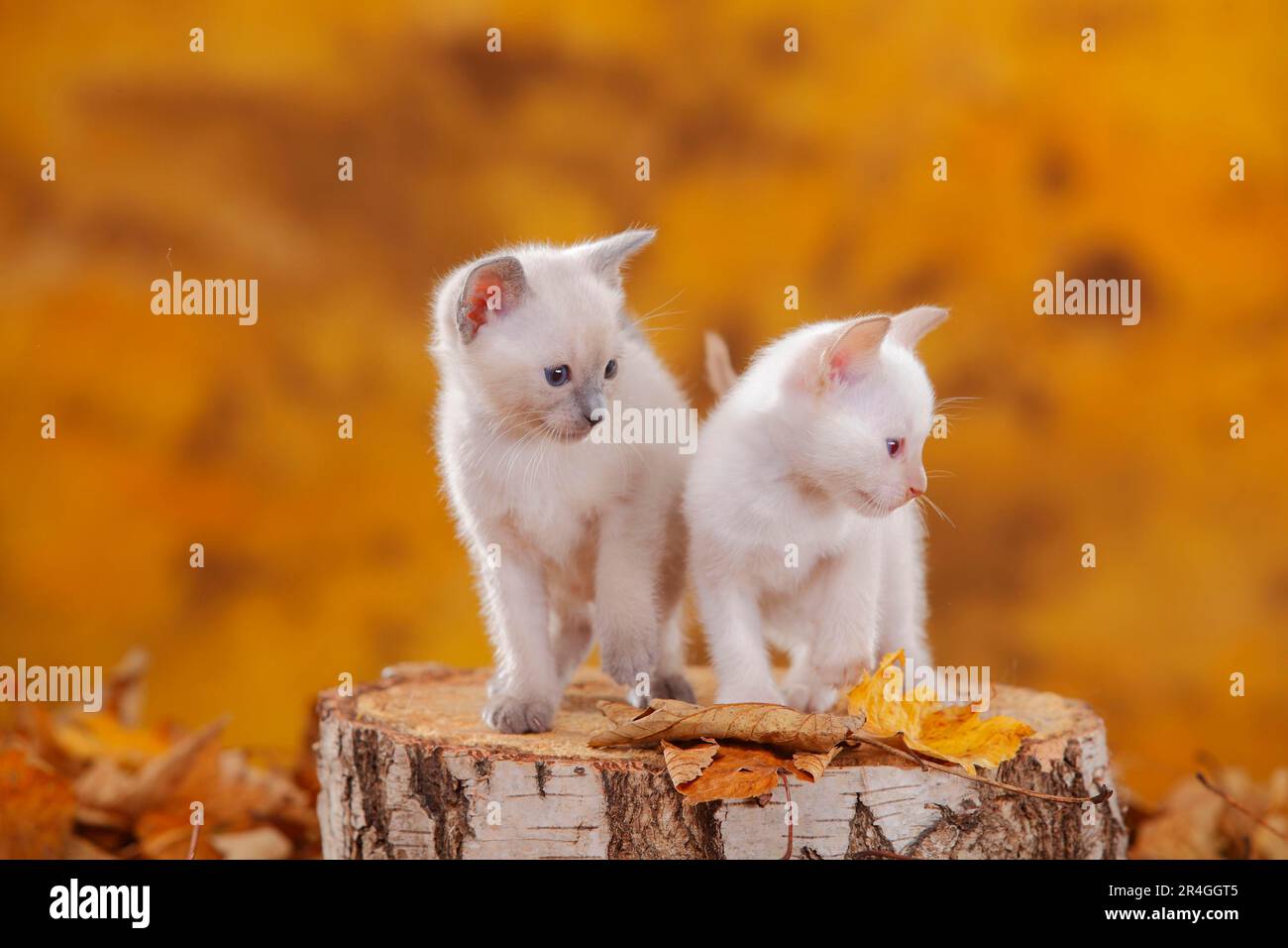 Siamese cats (old type), kittens, bluepoint and cinnamonpoint, Thai