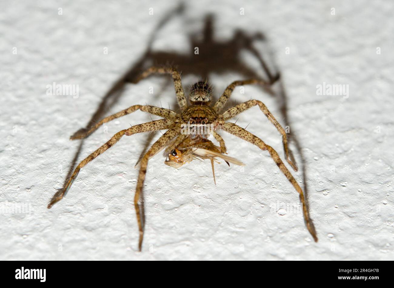 Brown Huntsman Spider, Heteropoda venatoria, with prey, Saba, Bali, Indonesia Stock Photo