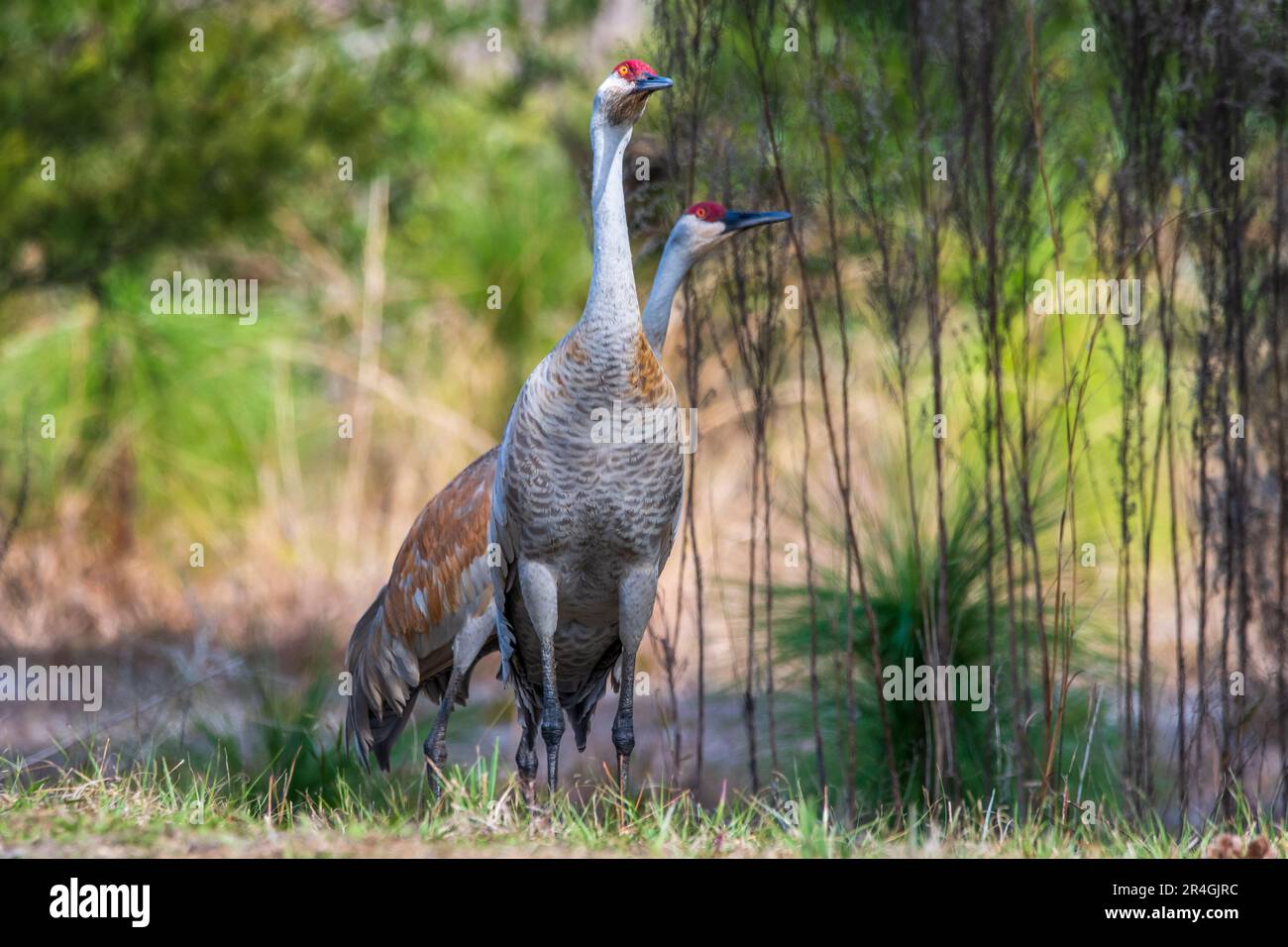 A wild sandhill crane in a Florida park. Stock Photo
