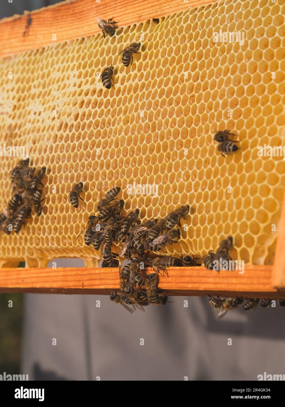 Beekeeper removing from beehive. Person in beekeeper suit