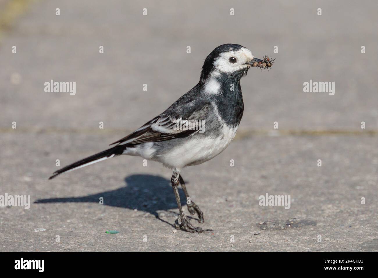 UK WEATHER, Wembley, UK. 28th May 2023.  White wagtail, (Motacilla alba) caught on a sunny Sunday morning with a beak full of bugs for a Bank Holiday Breakfast feast. Photo by Amanda Rose/Alamy Live News Stock Photo