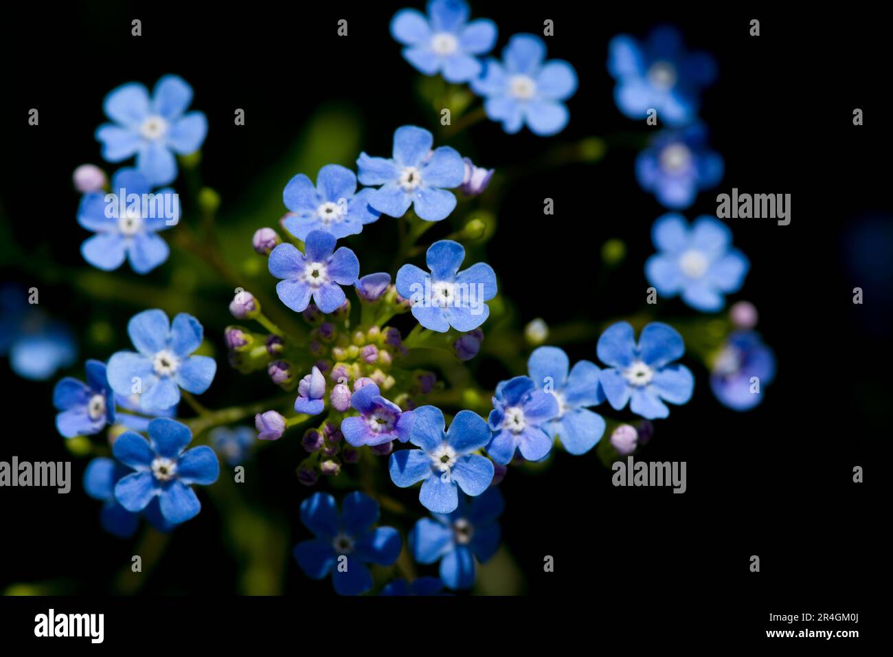 forget-me-knot, in colur and black and white Stock Photo