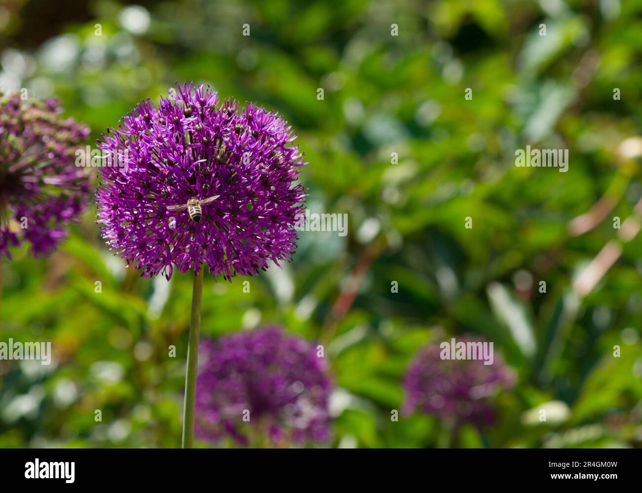 Giant allium and honey bee Stock Photo Alamy
