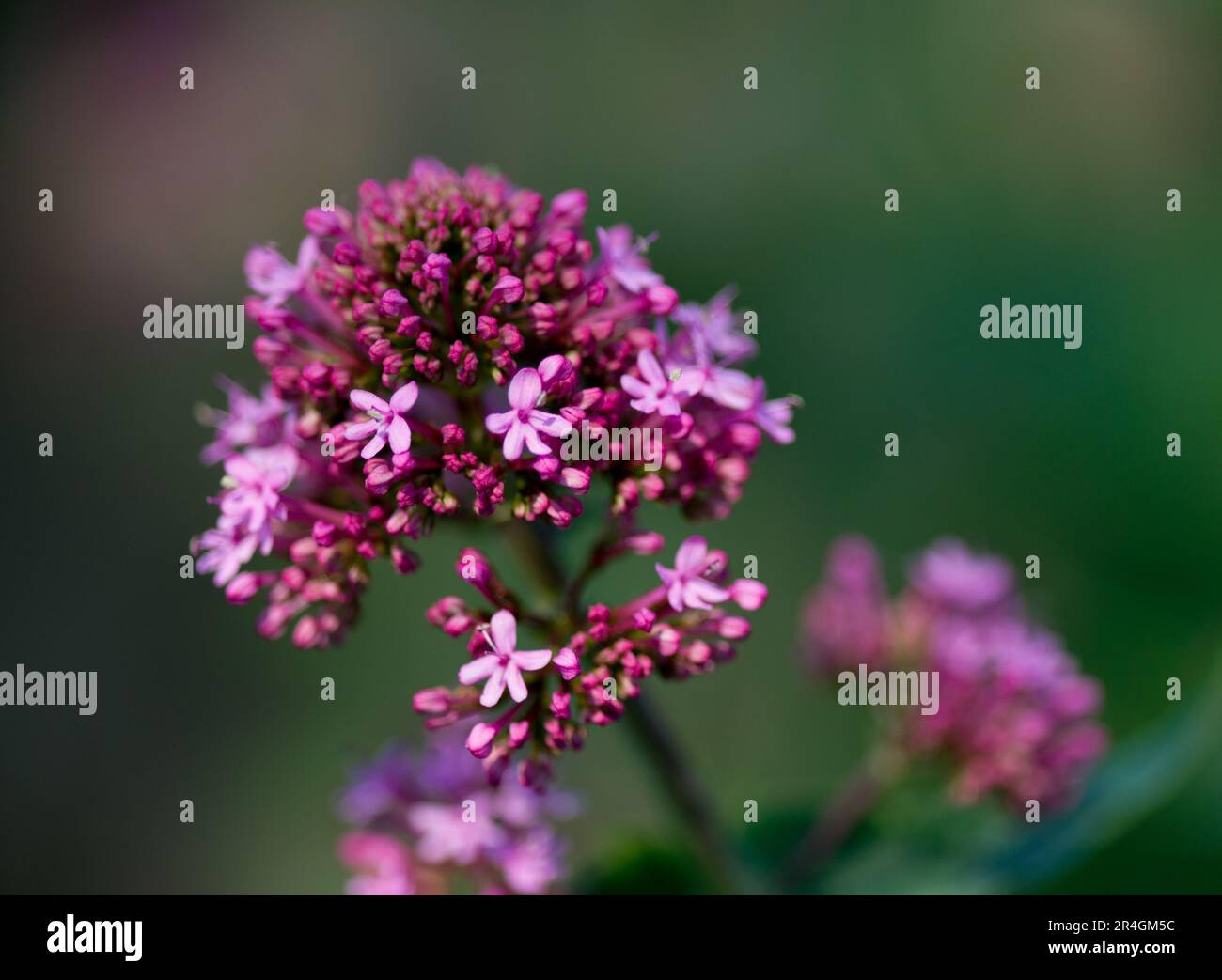 VALERIAN パンフレット Botanical illustration red valerian hi-res stock photography