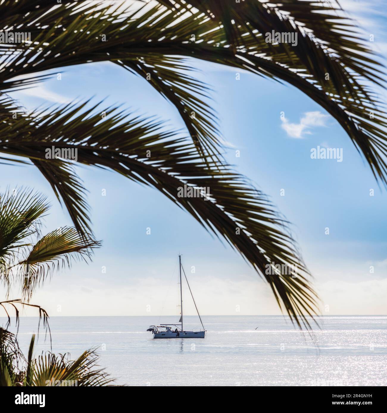 Yacht and palm fronds, Marbella, Costa del Sol, Malaga Province, Spain. Stock Photo
