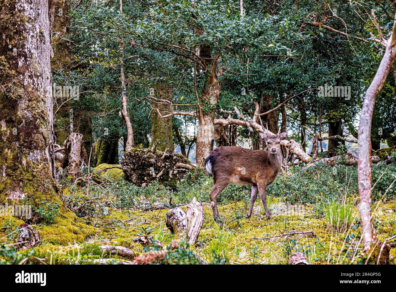 Red deer, Killarny National Park, County Kerry, Ireland Stock Photo