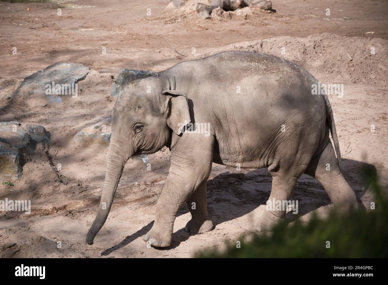 A juvenile Asian Elephant at Chester Zoo Stock Photo