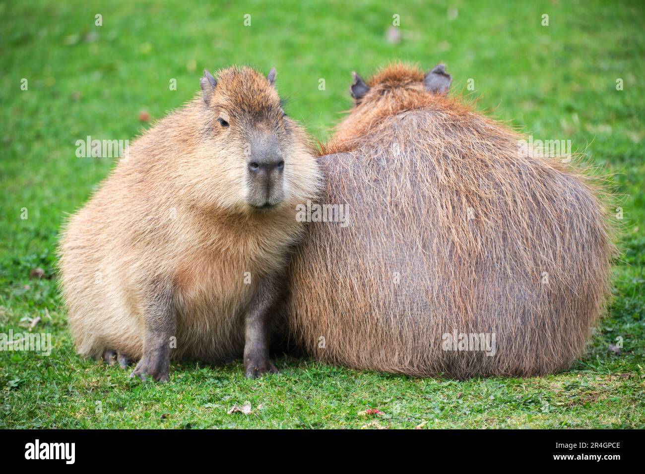 Two Capybara, the world's largest rodents, sit facing opposite ways at Chester Zoo Stock Photo