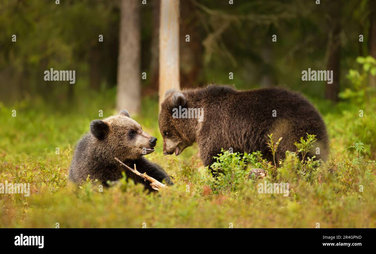 Close up of playful European brown bear (Ursus arctos arctos) cubs in forest, Finland. Stock Photo
