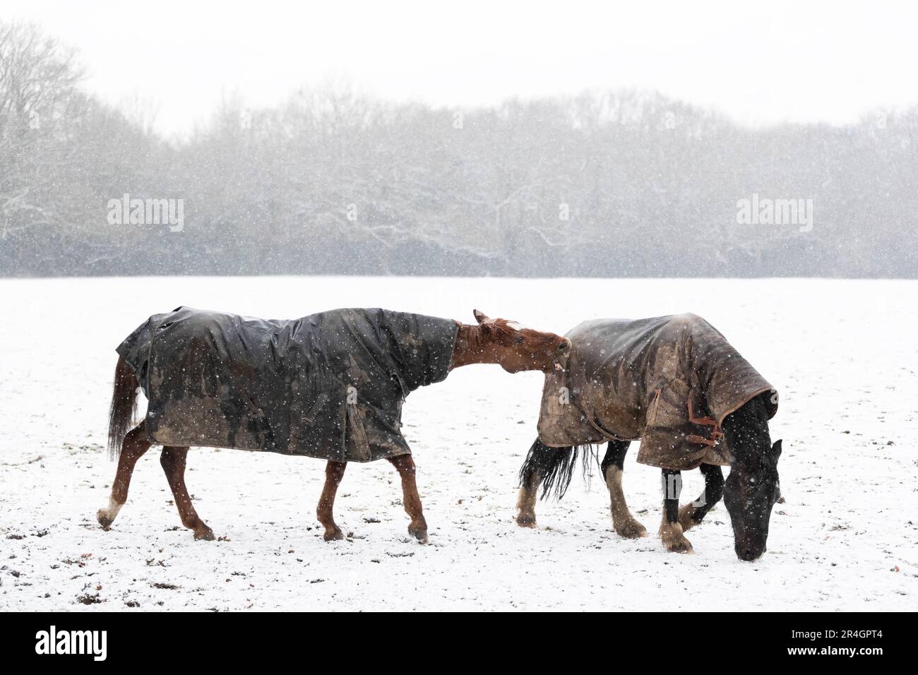 Two horses play-fighting in the falling snow in winter, UK. Stock Photo