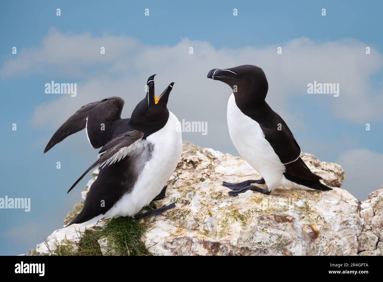 Close-up of two bonding Razorbills on Bempton Cliffs, UK Stock Photo ...