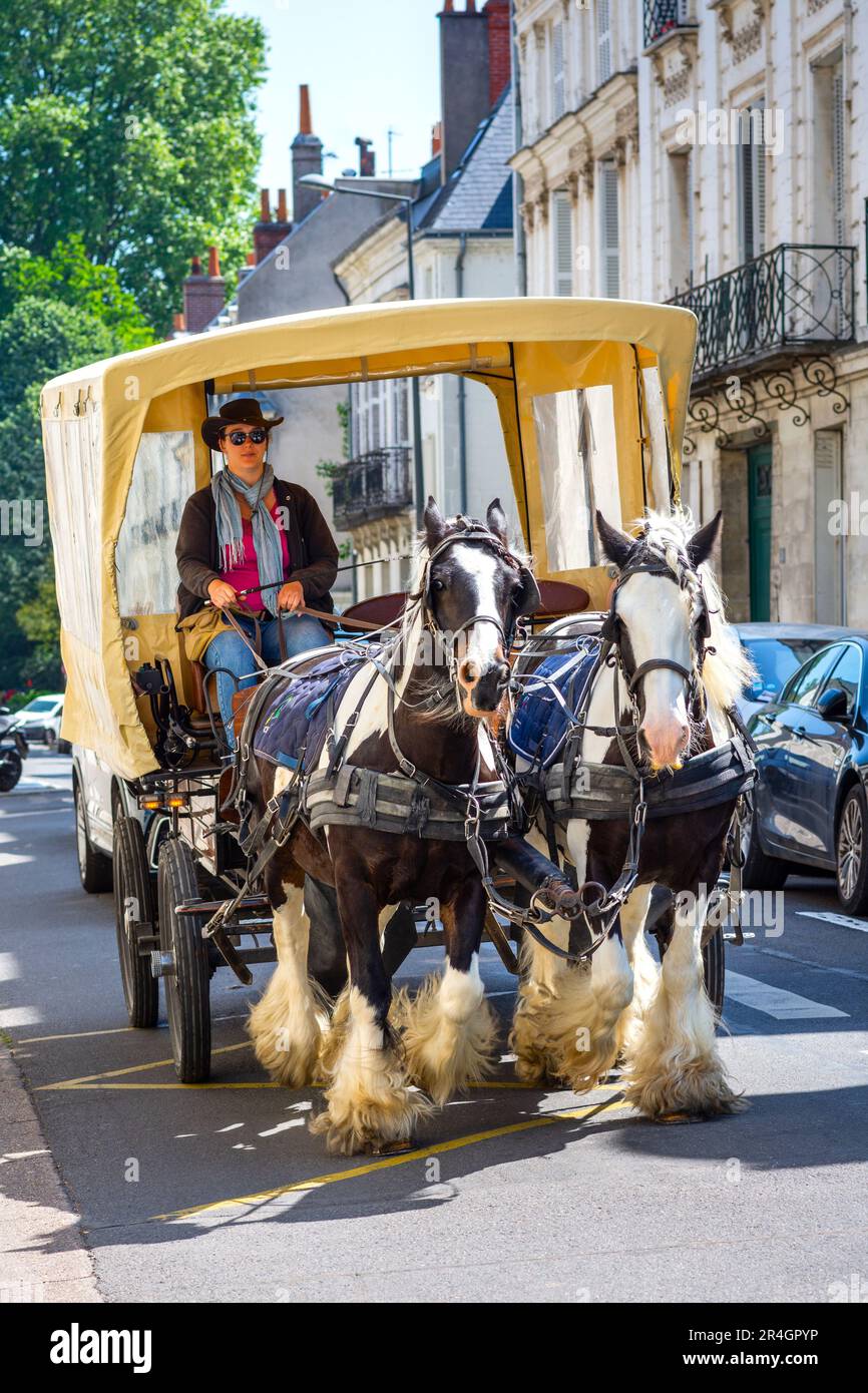 Team of dray horses pulling traditional tourist sightseeing coach - Tours, Indre-et-Loire (37), France. Stock Photo