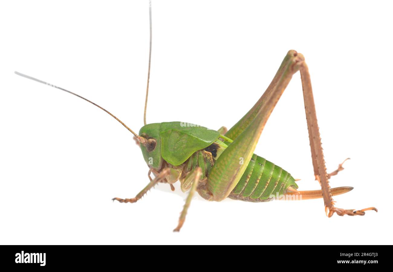 Young wart-biter, Decticus verrucivorus isolated on white background ...