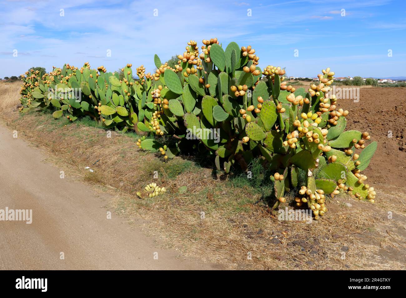 Growing along roadside hi-res stock photography and images - Alamy