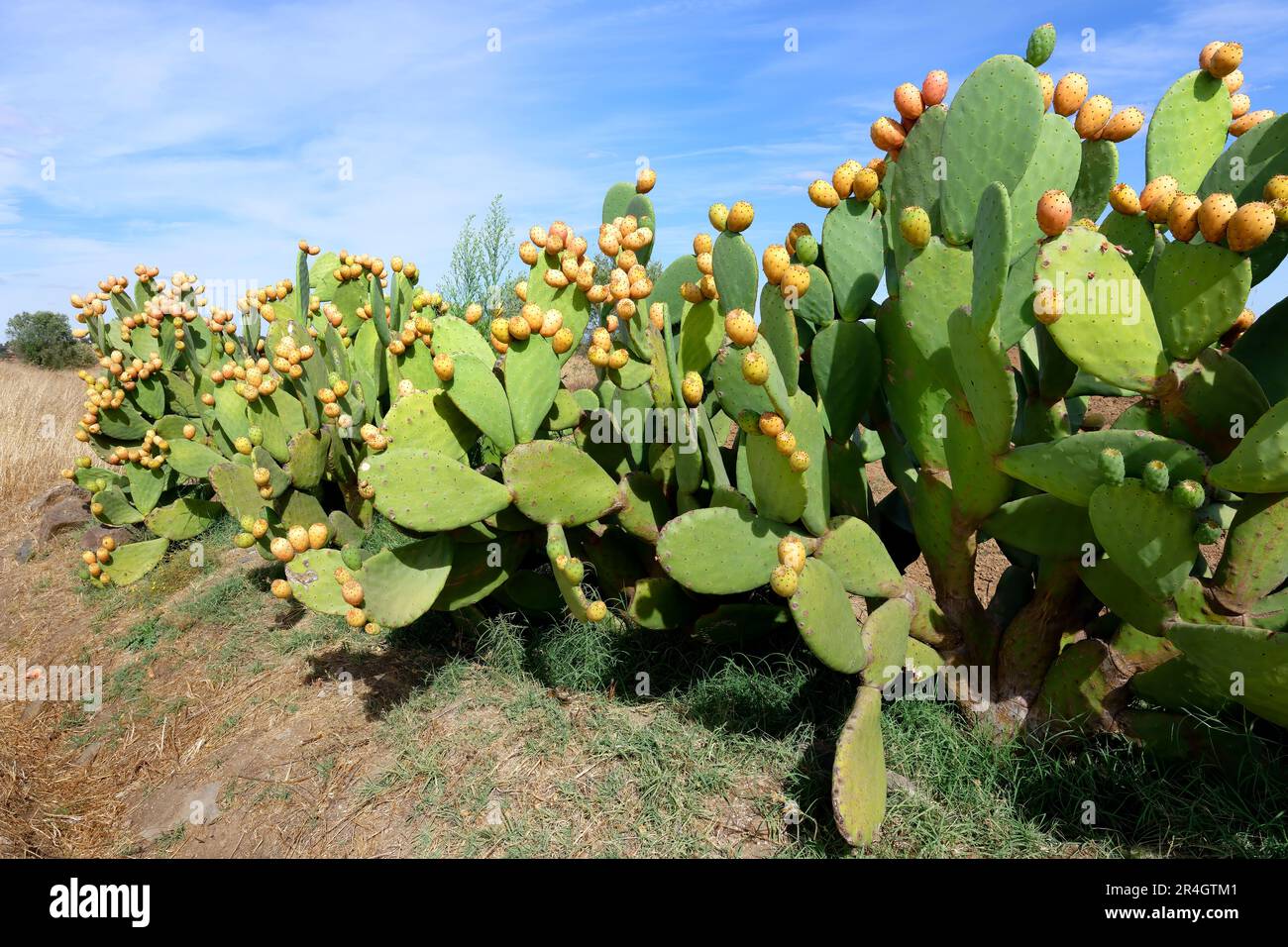 Growing along roadside hi-res stock photography and images - Alamy