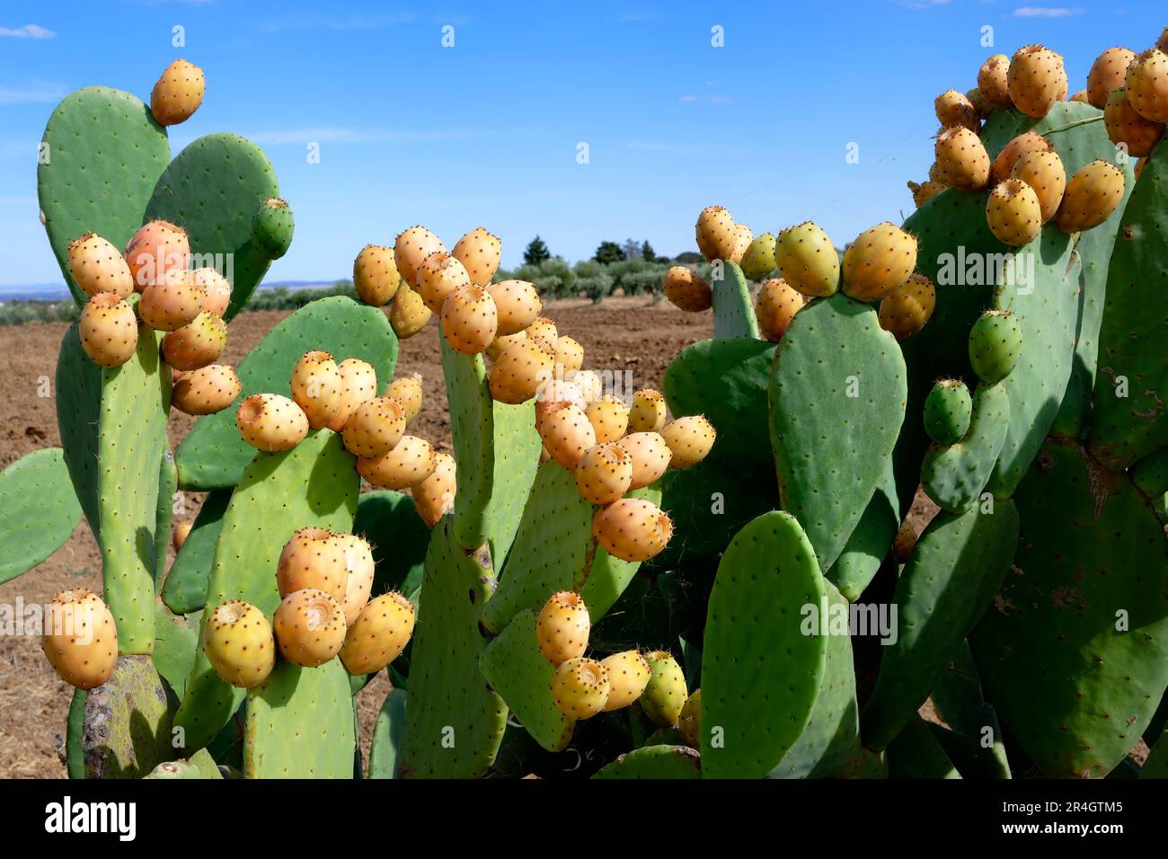 Wild growing prickly pear along a road, Monsaraz, Alentejo, Portugal Stock Photo