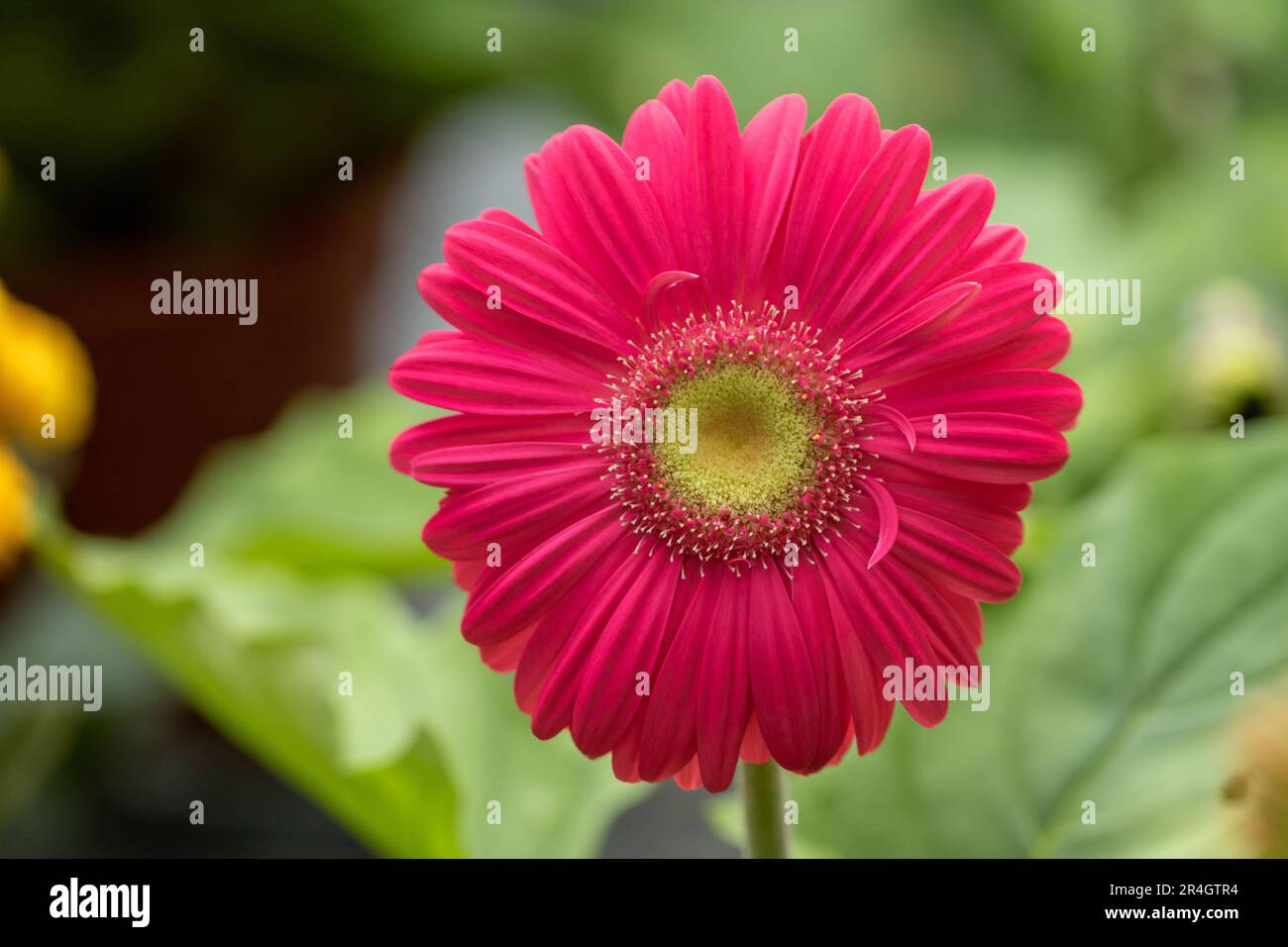 Gerbera daisy Flower with vibrant red petals in the morning light Stock Photo