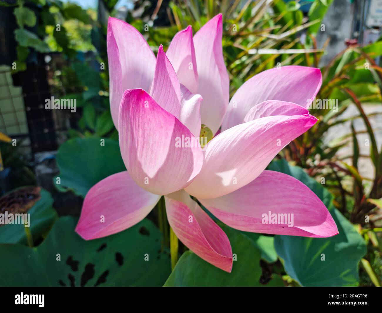 Pink lotus flowers bloom in the garden, Nelumbo nucifera, sacred lotus