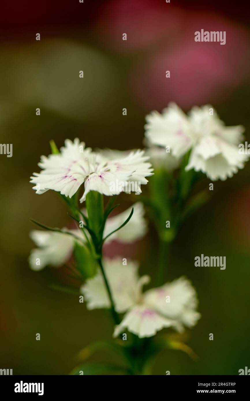 Dianthus barbatus L., Sweet William, Caryophyllaceae flower in the morning light Stock Photo