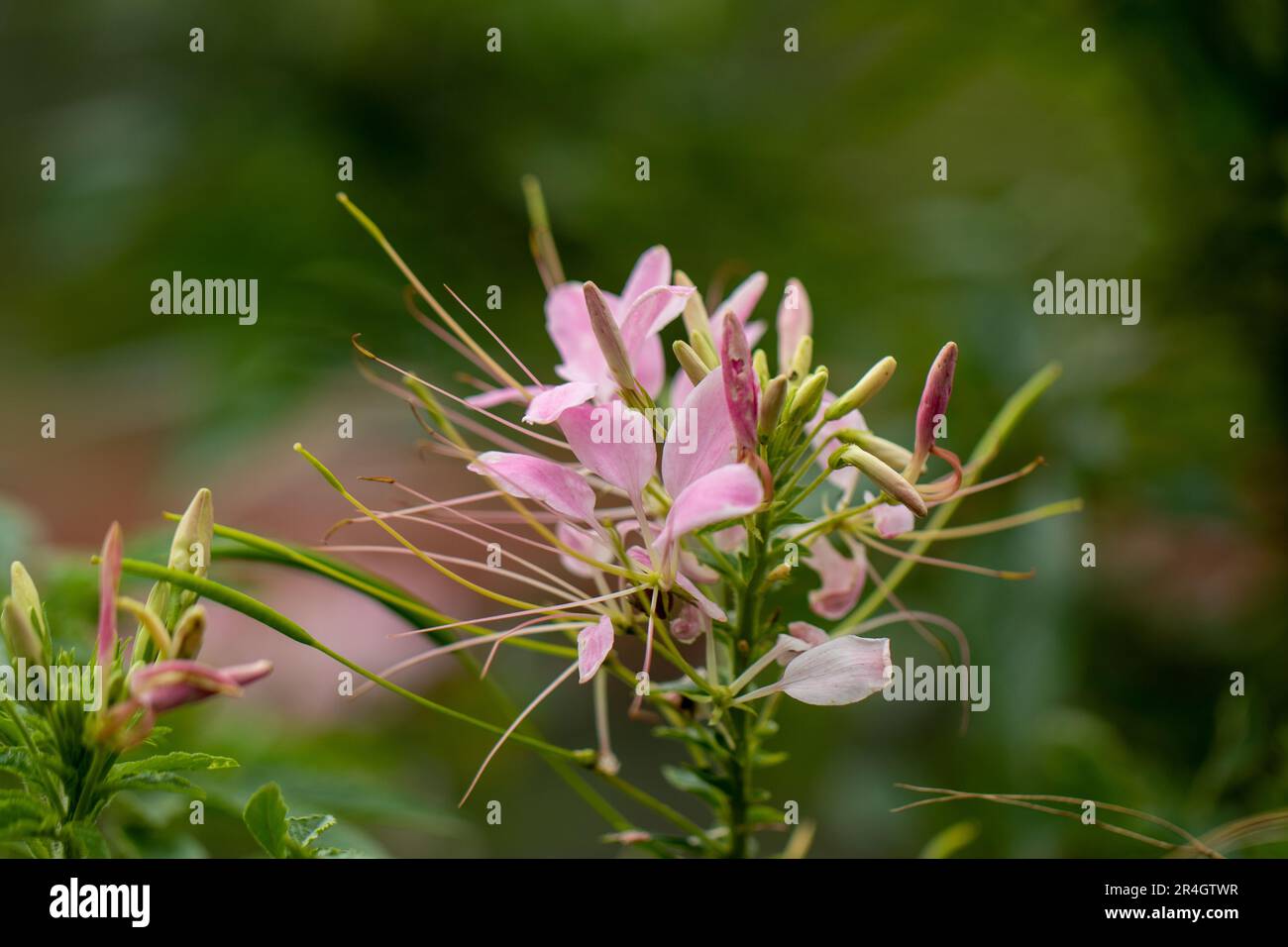Cleoserrata speciosa (Raf.) Iltis Volantines preciosos, Garden spider-flower Stock Photo