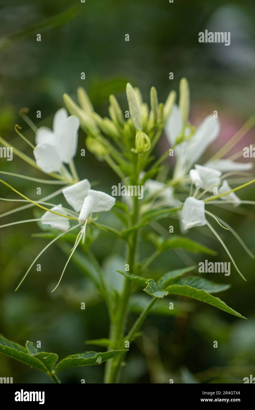 Cleoserrata speciosa (Raf.) Iltis Volantines preciosos, Garden spider-flower Stock Photo