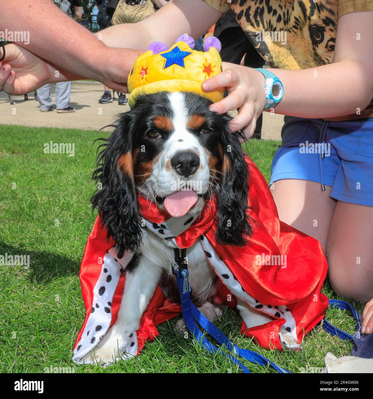 London, UK. 28th May, 2023. Final adjustments for the king's coronation. Loki, a 7-month old Cavalier King Charles in a befitting King Charles outfit enjoys competing for best dressed dog. Old Royal Naval College hosts the inaugural Greenwich Dog Show. The 10 show categories include Waggiest Tail, Best Owner Lookalike, Best Dressed Pooch, Scruffiest Dog and Cutest Pup. Judges are celebrity guest Nina Wadia, influencer Aurélie Four with corgi Marcel, Matthew Mees CEO and a Christopher Wren lookalike. Credit: Imageplotter/Alamy Live News Stock Photo