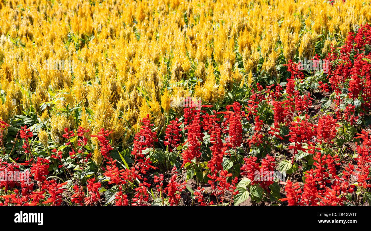 Orange flowerheads Orange, red and yellow flowers of Celosia Argentea Plumed Cockscomb and red Scarlet sage Stock Photo