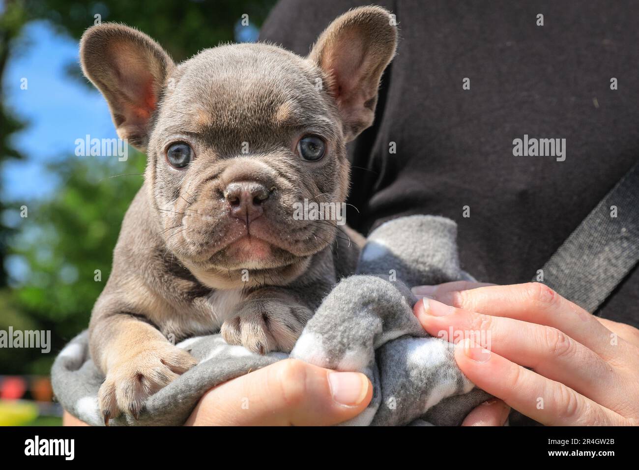 London, UK. 28th May, 2023. Chase, a cute 2 month old French Bulldog, will be competing in the Puppy category. Old Royal Naval College hosts the inaugural Greenwich Dog Show. The 10 show categories include Waggiest Tail, Best Owner Lookalike, Best Dressed Pooch, Scruffiest Dog and Cutest Pup. Judges are celebrity guest Nina Wadia, influencer Aurélie Four with corgi Marcel, Matthew Mees CEO and a Christopher Wren lookalike. Credit: Imageplotter/Alamy Live News Stock Photo