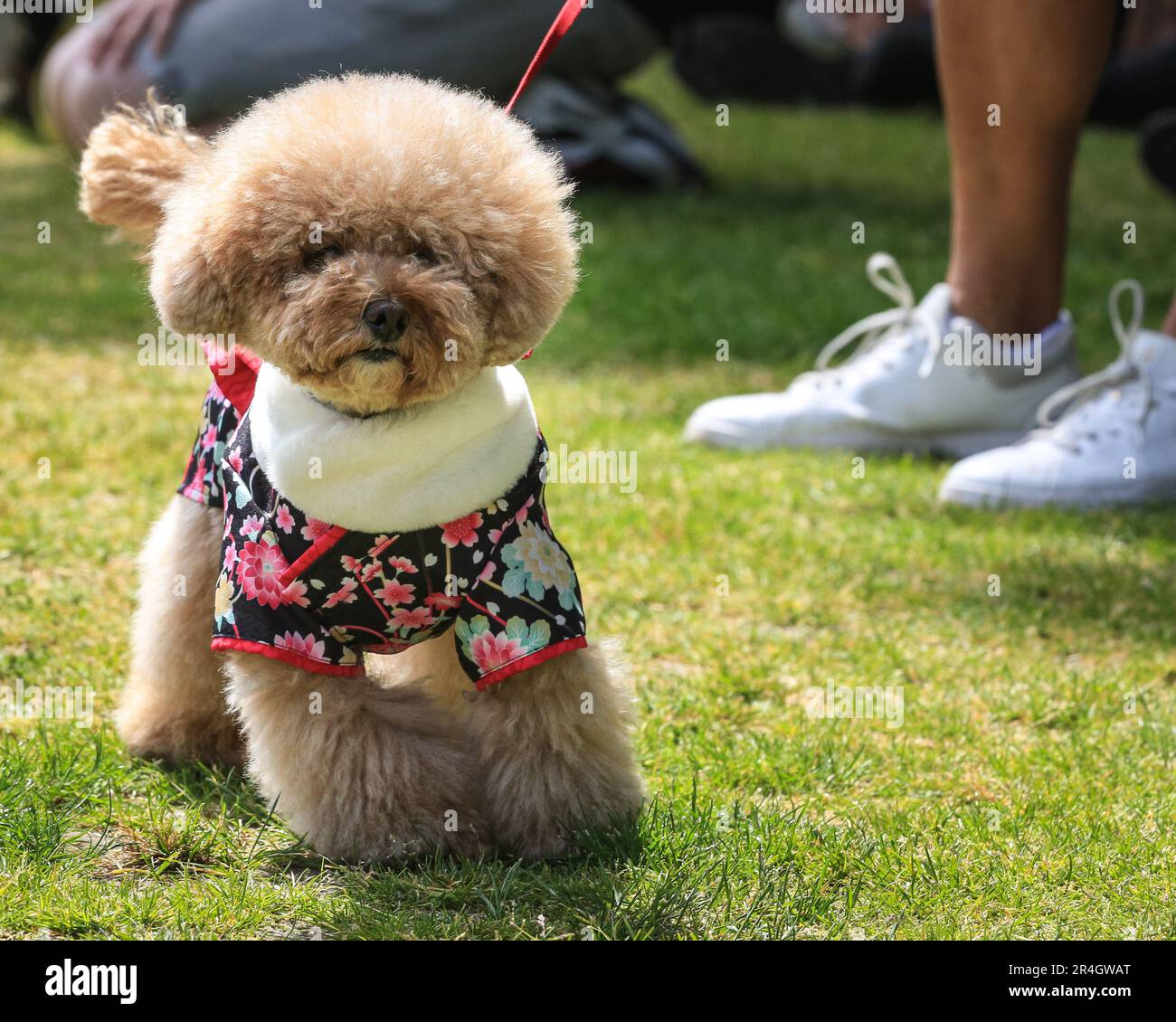 London, UK. 28th May, 2023. Ellie, a 6 year old Cavapoo in a beautiful ...