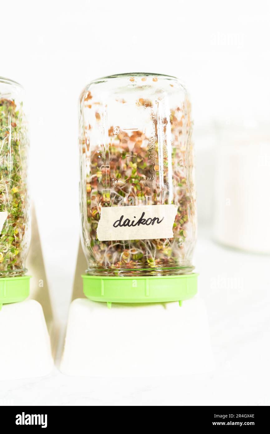 Growing sprouts in a jar Stock Photo Alamy