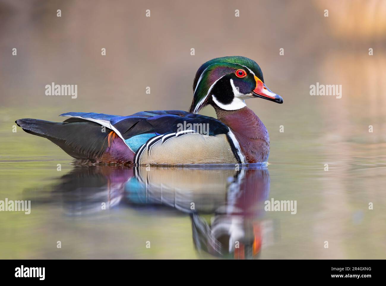A wood duck male swimming in a local pond in spring in Ottawa, Canada Stock Photo