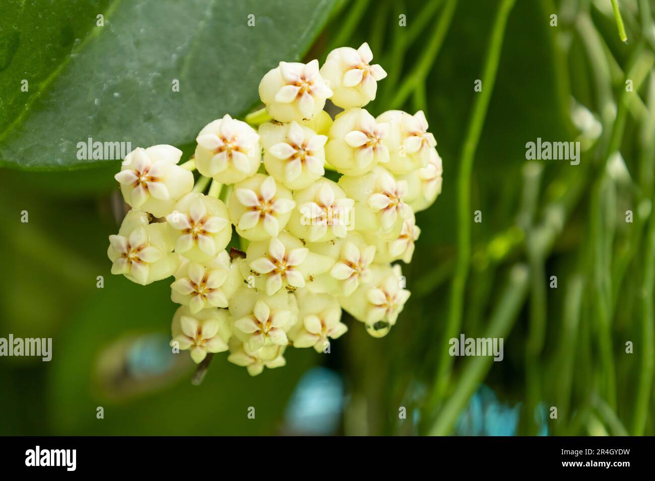 Hoya carnosa white yellow flowers. Porcelain flower or wax plant, blooming flowers ball Stock Photo