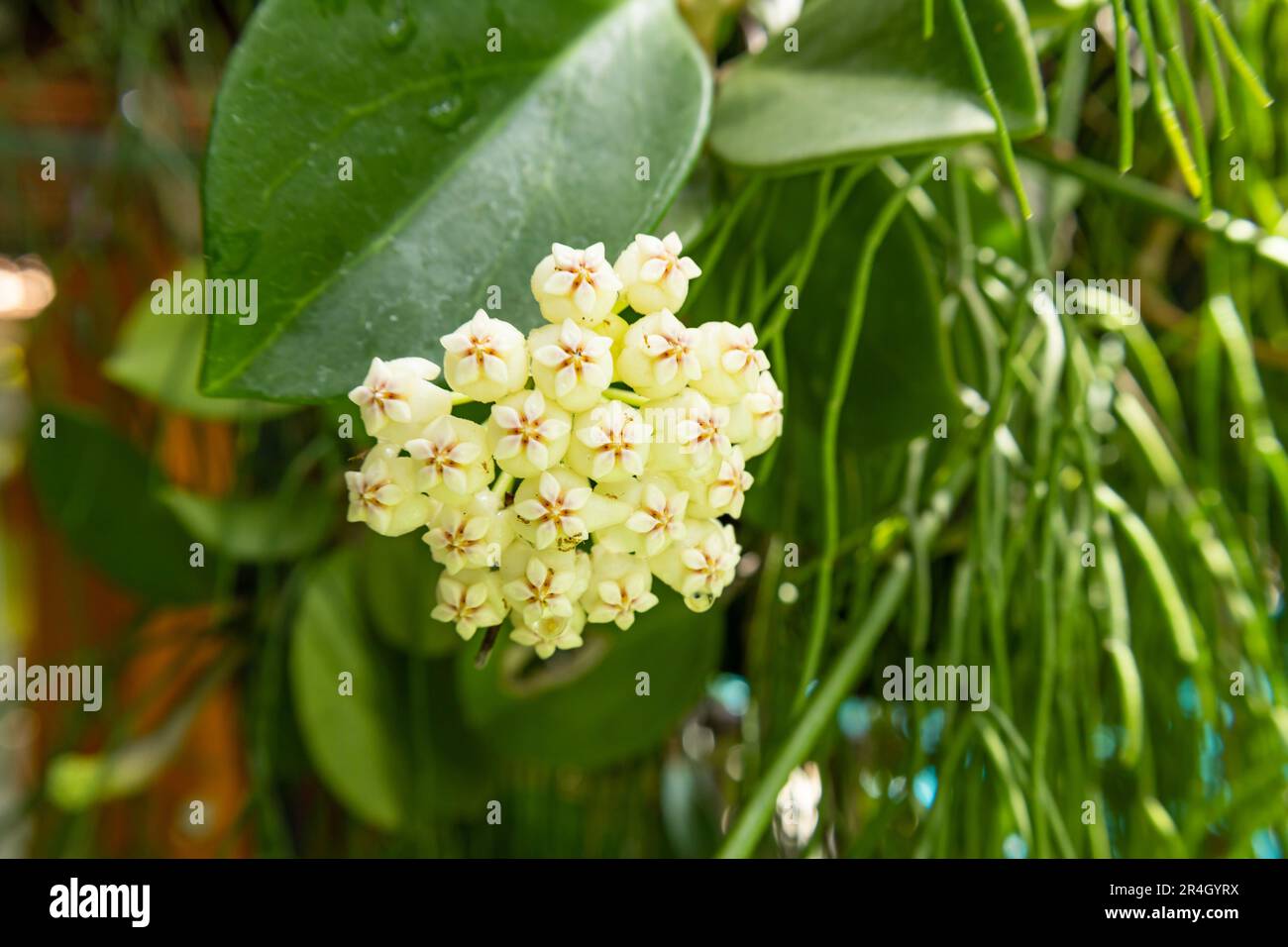 Hoya carnosa white yellow flowers. Porcelain flower or wax plant, blooming flowers ball Stock Photo