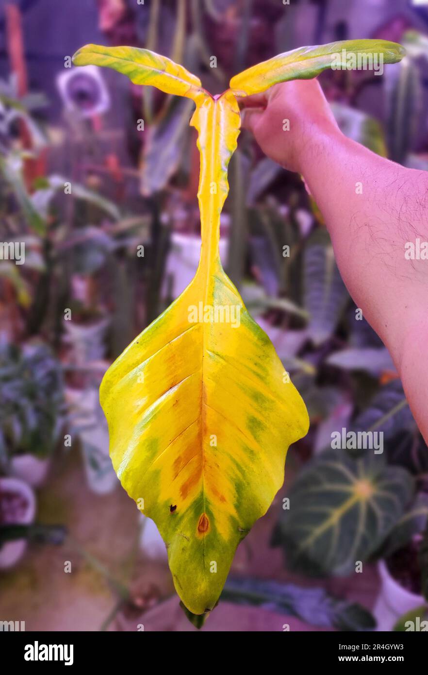 A yellowing leaf of Philodendron Joepii, a rare tropical plant Stock