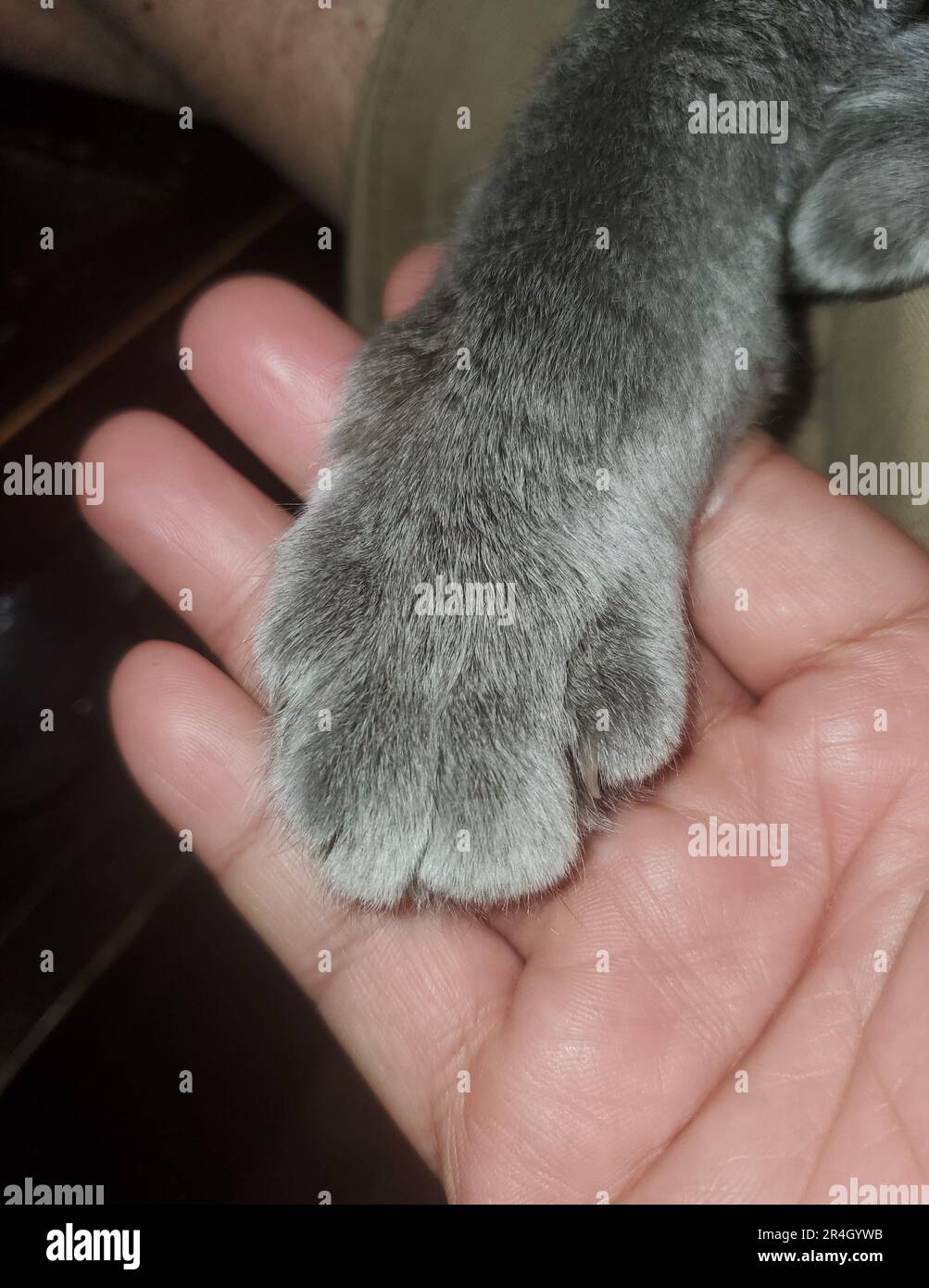 Paw in Gray