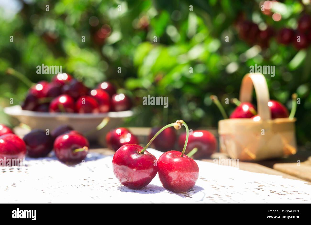 ripe juicy cherries on the table in the garden  Stock Photo