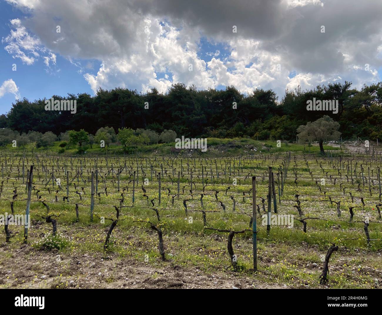 Rows of vineyards in the western Turkiye, İzmir, Urla, cloudy skies, grape fields perfect winery tour private vinery surrounded by green tree forests Stock Photo
