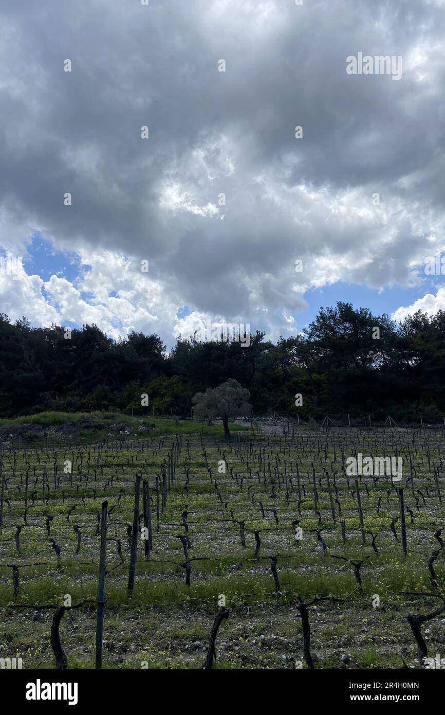 Rows of vineyards in the western Turkiye, İzmir, Urla, cloudy skies, grape fields perfect winery tour private vinery surrounded by green tree forests Stock Photo