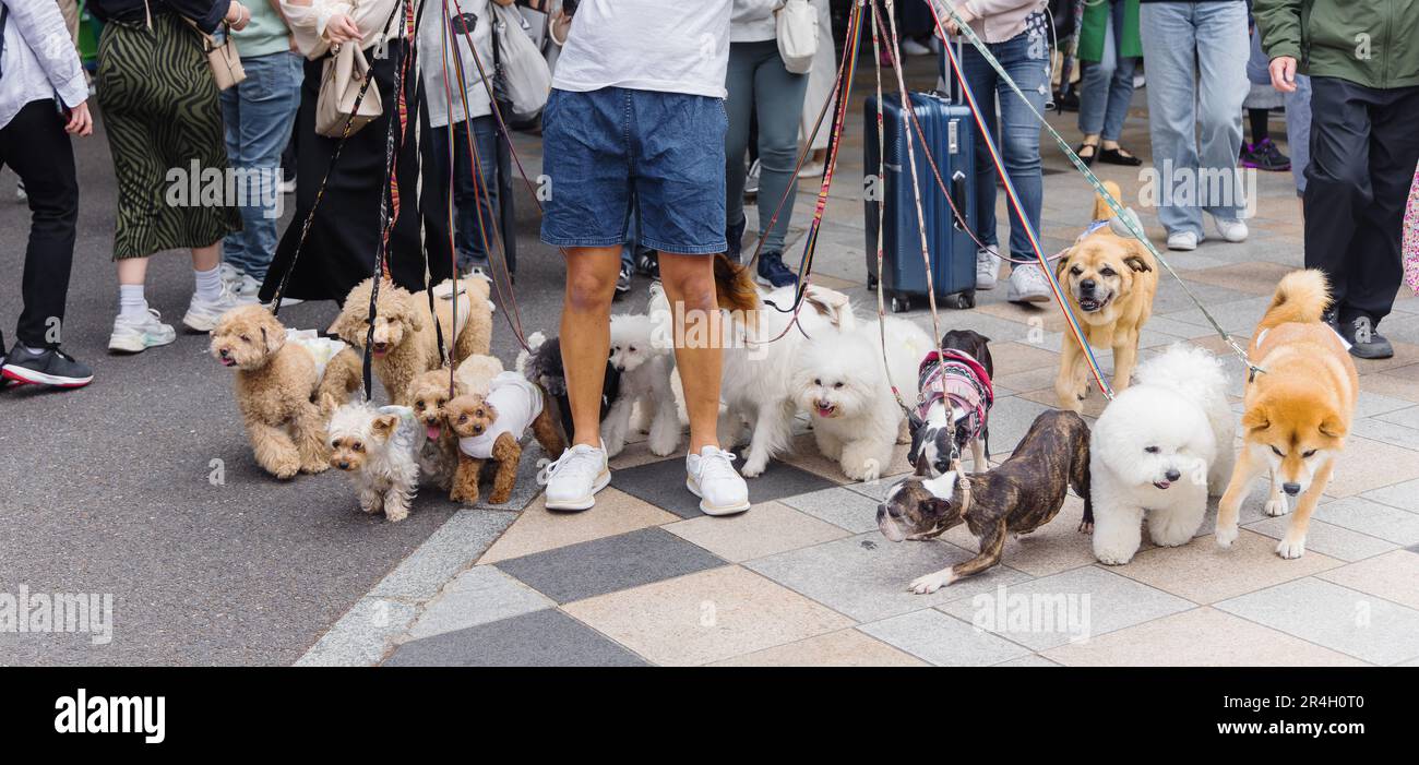picture of a man who is walking with lot of dogs in Tokyo, Japan Stock