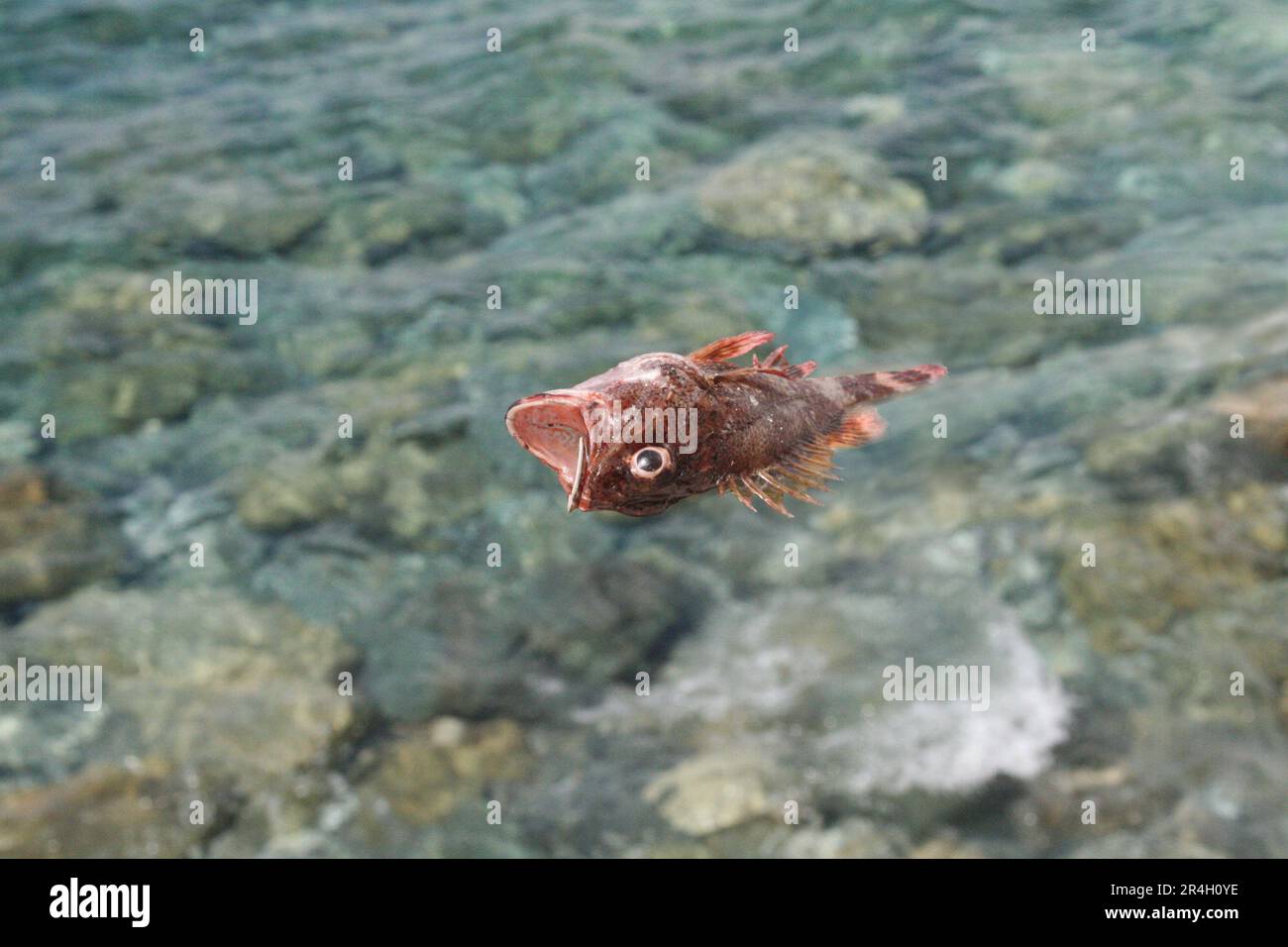 Abstract dreamlike unreal image of red dead fish floating on the surface of clean sea water swimming environment danger asking crying for help Stock Photo