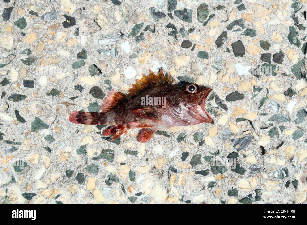 Red dead dried fish on marble stone floor environment danger asking crying  for help open mouth and eyes like shouting screaming save earth Stock Photo