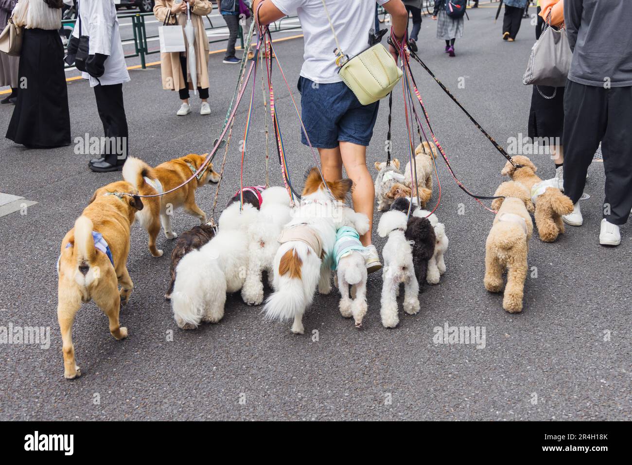 picture of a man who is walking with lot of dogs in Tokyo, Japan Stock