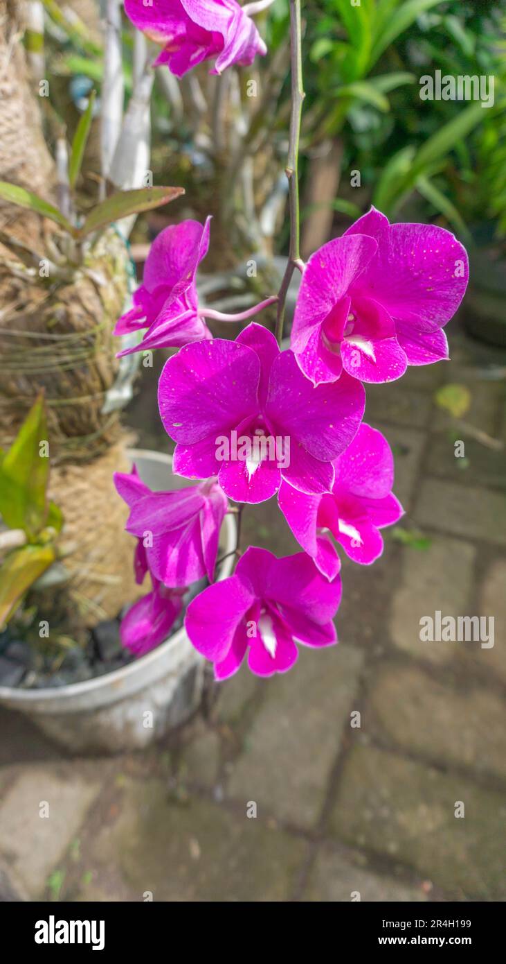 Purple Dendrobium orchid flowers bloom in the backyard. Stock Photo