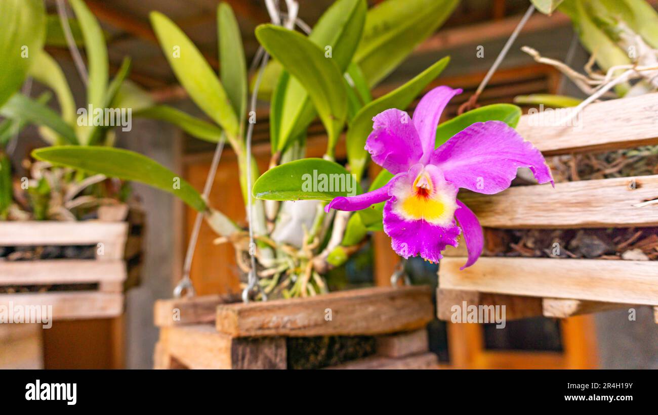 A blooming purple Cattleya gaskeliana in a hanging pot sits in the yard. Stock Photo