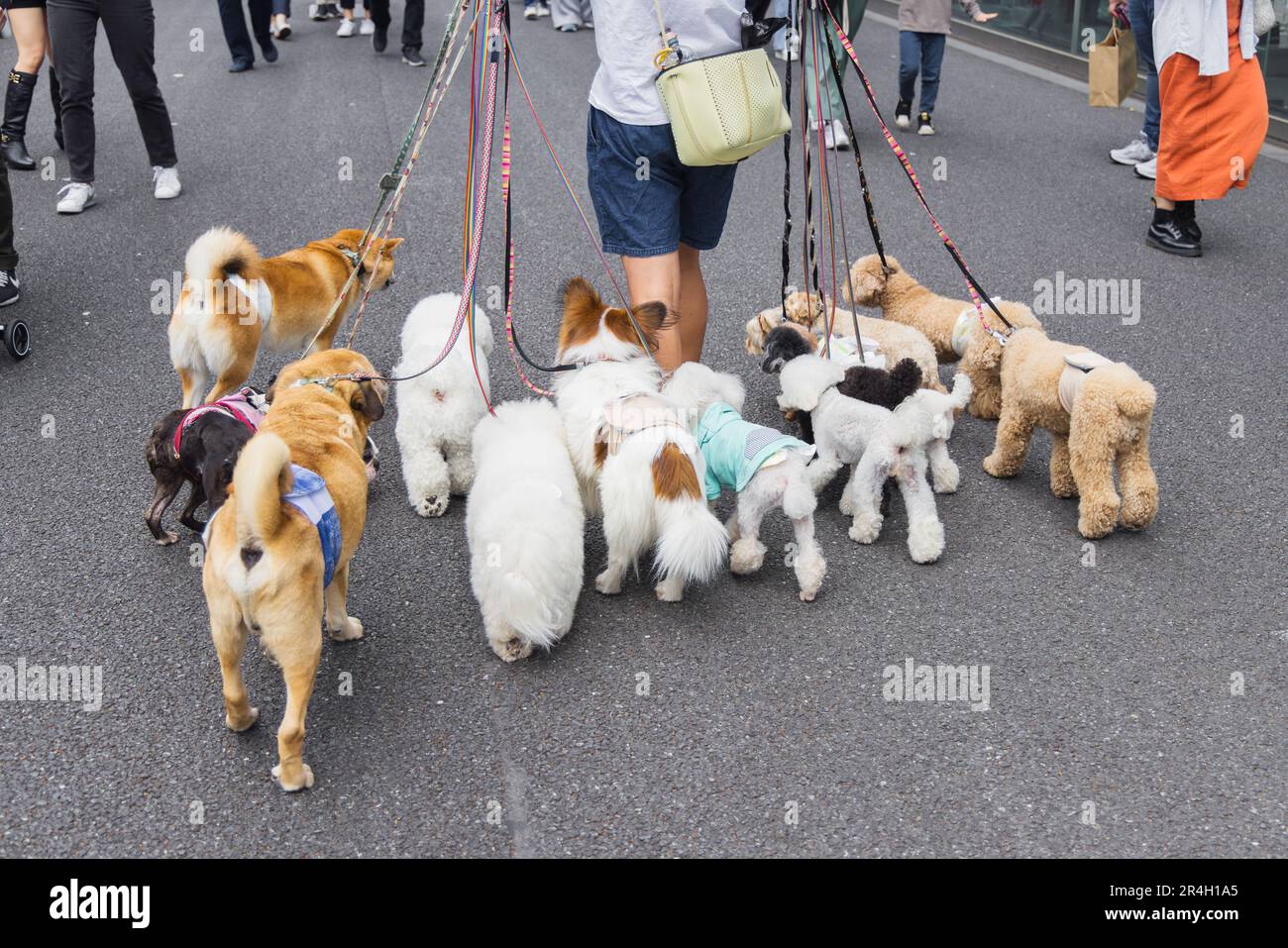 picture of a man who is walking with lot of dogs in Tokyo, Japan Stock