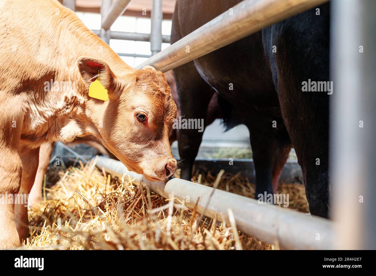 Portrait red calf in livestock farm. Stock Photo