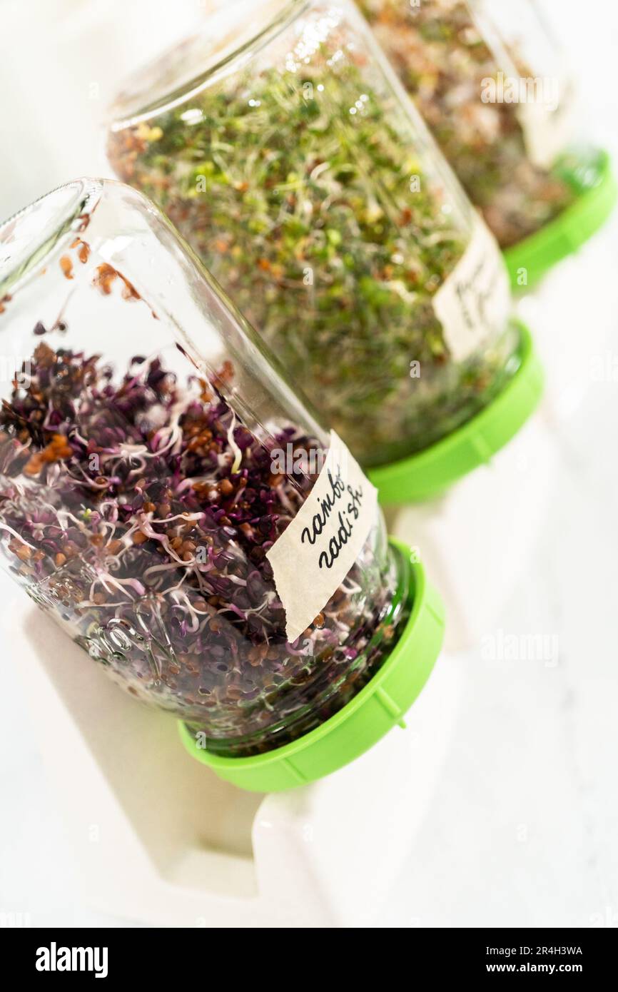 Growing sprouts in a jar Stock Photo Alamy
