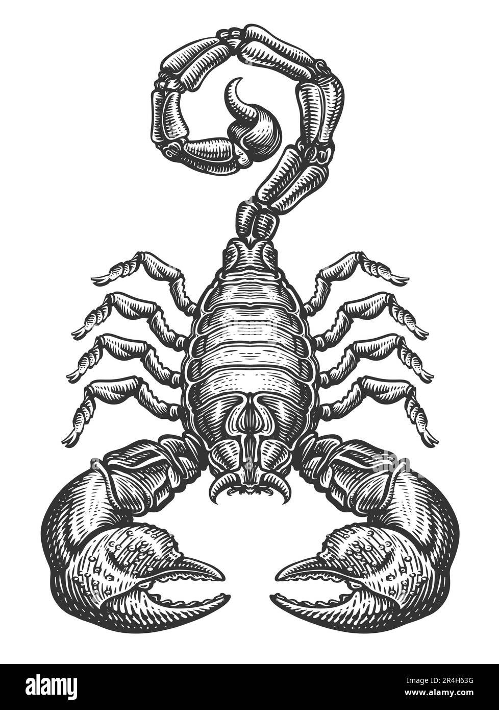 Black Scorpion isolated on white background. Predatory arachnid animal. Hand drawn sketch illustration Stock Photo